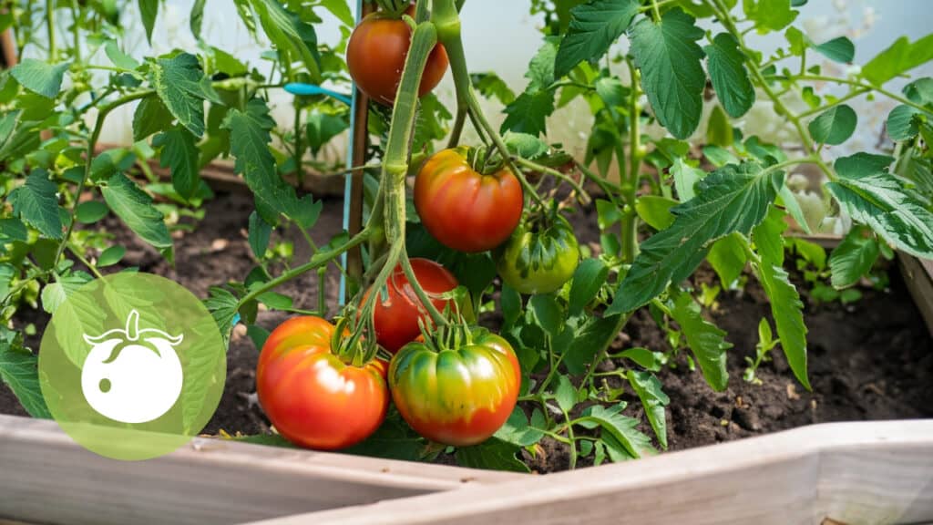 Tomaten im Hochbeet